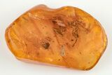 Detailed Fossil Ant (Formicidae) In Baltic Amber #200176-1